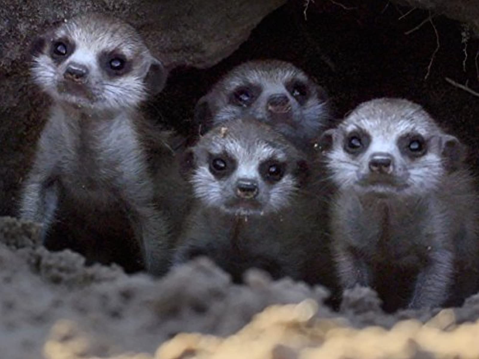 مشاهدة فيلم Meet the Meerkats 2020 مترجم